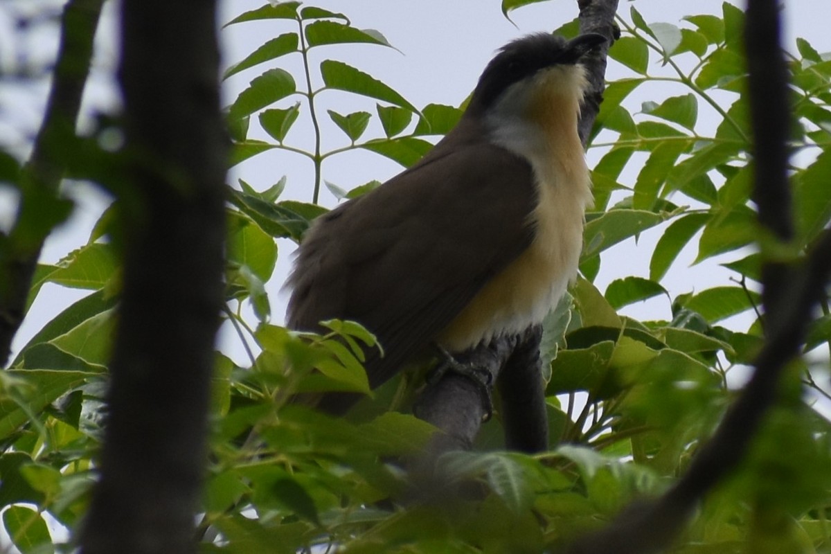 Dark-billed Cuckoo - ML643959860