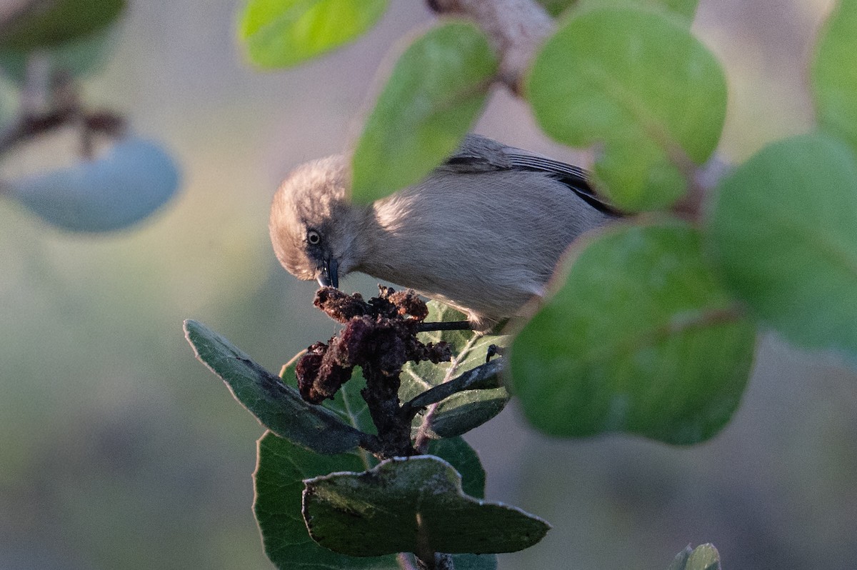 Bushtit - ML643959861