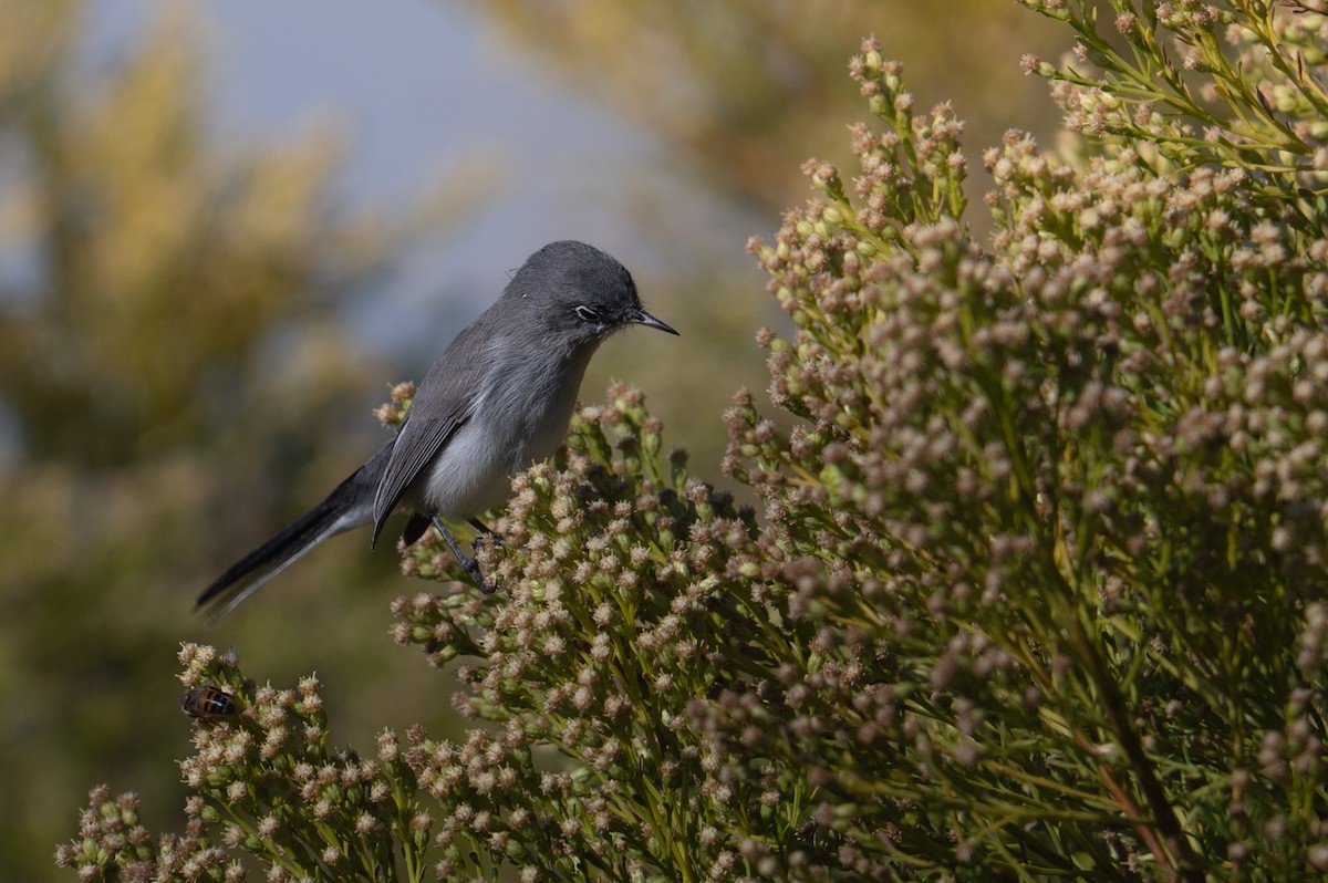 Blue-gray Gnatcatcher - ML643959872