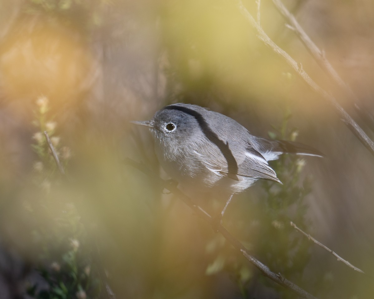 Blue-gray Gnatcatcher - ML643959873