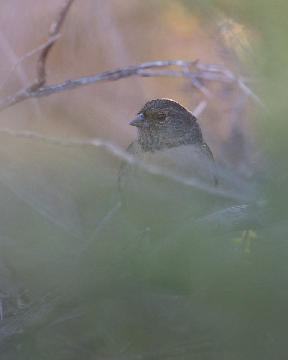 California Towhee - ML643959877