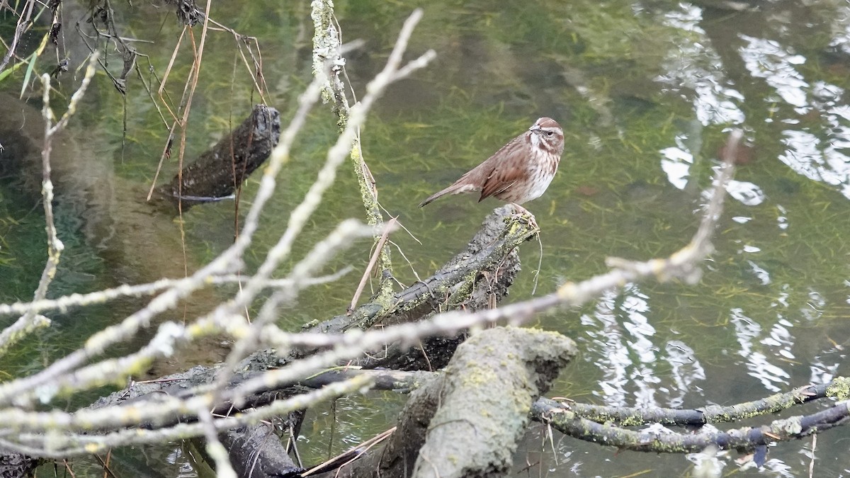 Song Sparrow - ML643959885