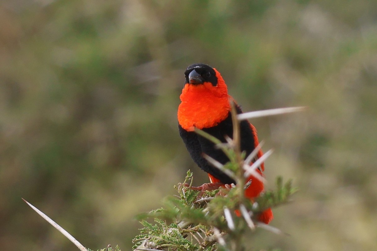 Northern Red Bishop - ML643959887