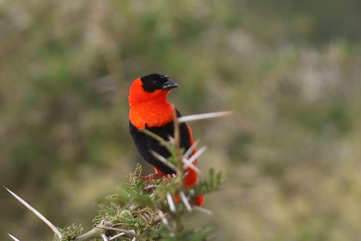 Northern Red Bishop - ML643959888