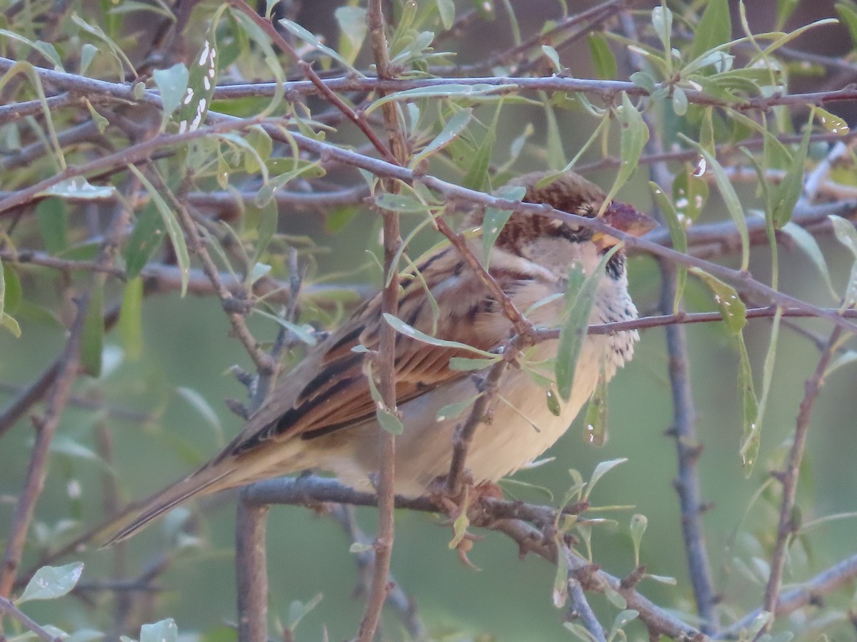 Moineau domestique - ML643959912