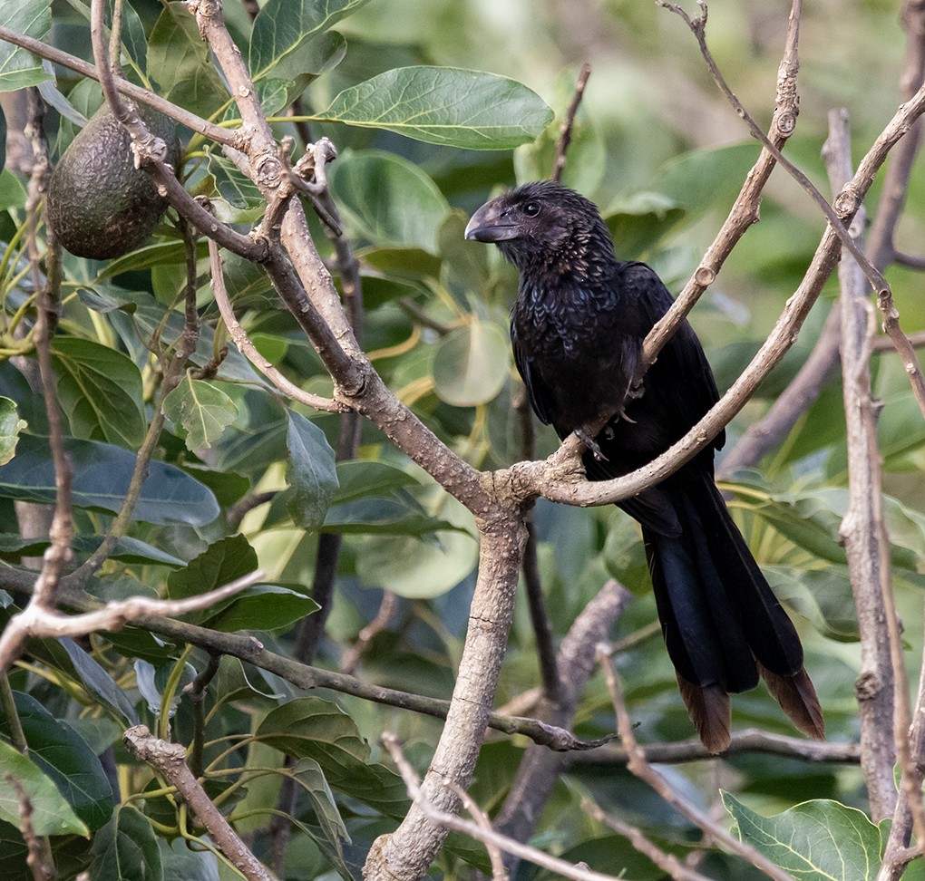 Smooth-billed Ani - ML643959926
