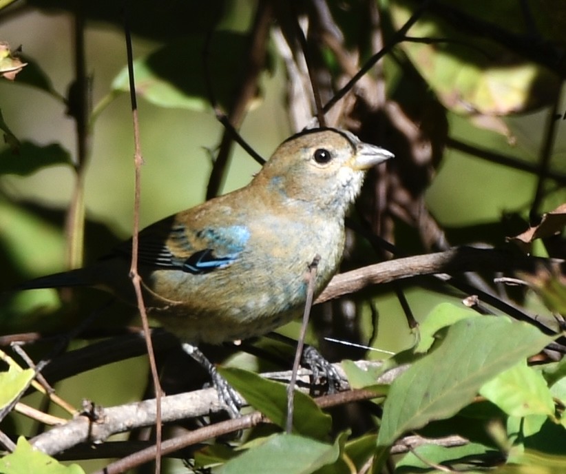 Indigo Bunting - ML643959941