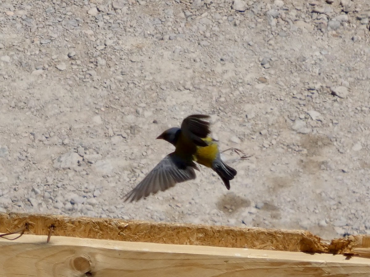 Gray-hooded Sierra Finch - ML643959968