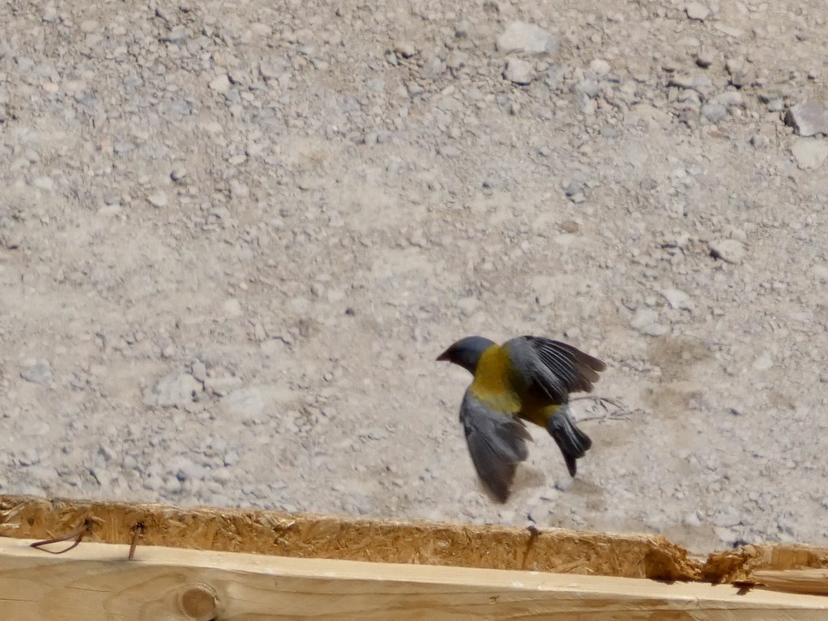 Gray-hooded Sierra Finch - ML643959969