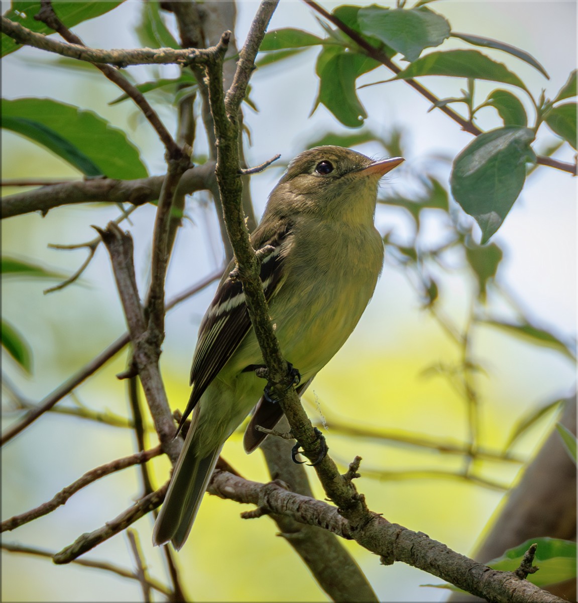Yellow-bellied Flycatcher - ML643959986