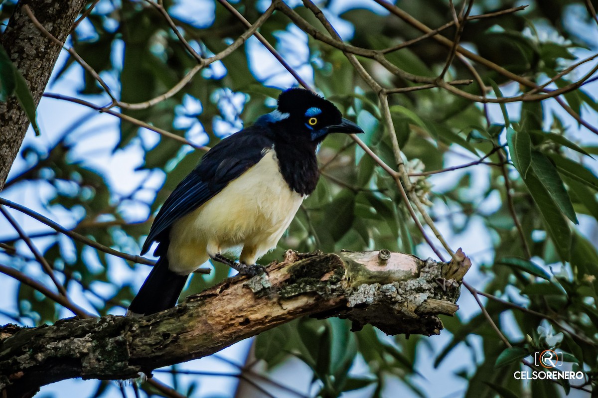 Plush-crested Jay - ML643960003