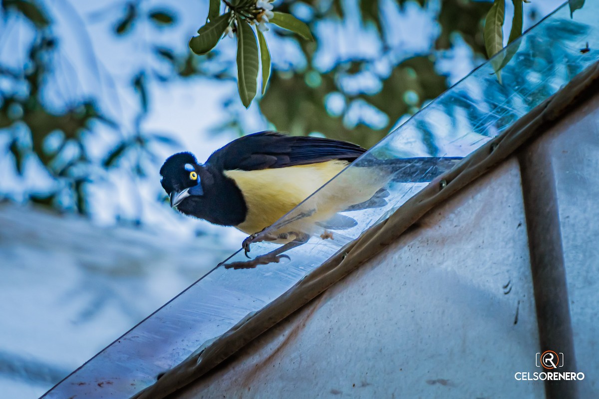 Plush-crested Jay - ML643960004