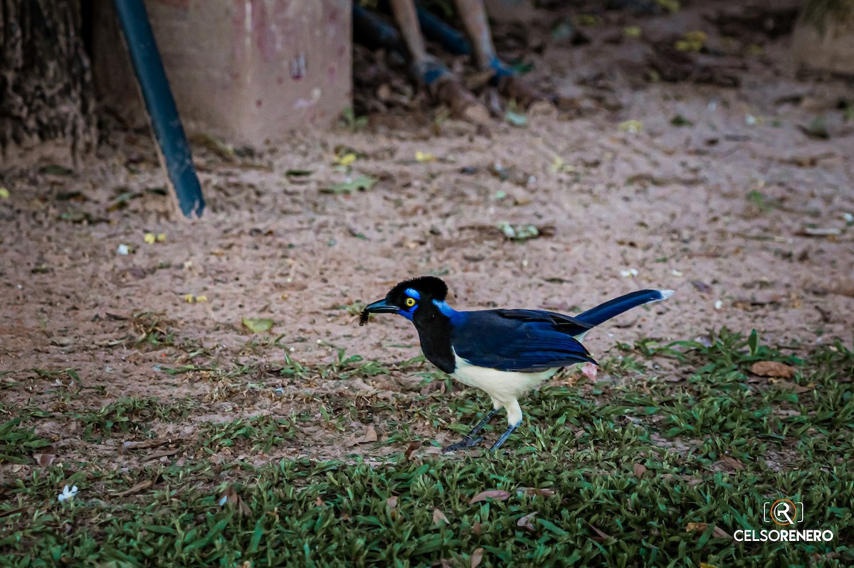 Plush-crested Jay - ML643960005