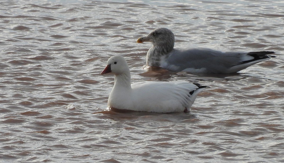 Ross's Goose - ML643960011