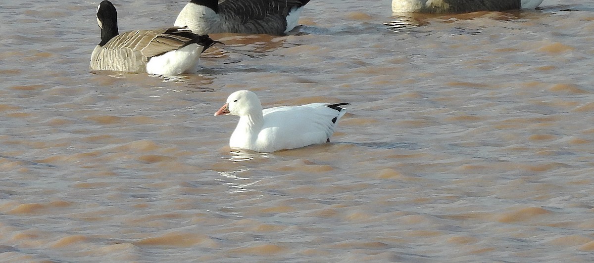 Ross's Goose - ML643960023