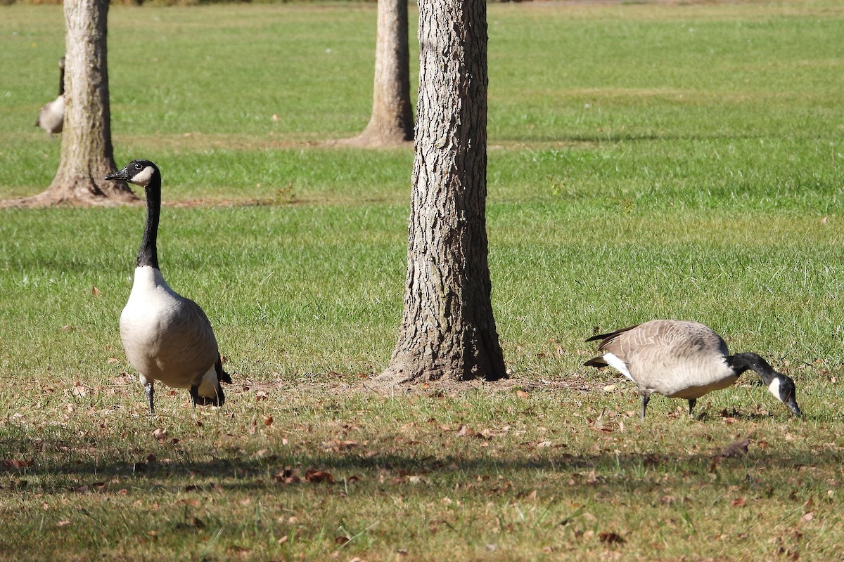 berneška velká - ML643960028