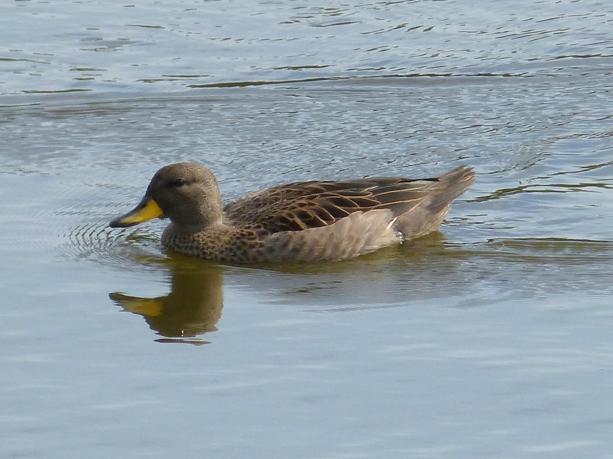 Yellow-billed Teal - ML643960039