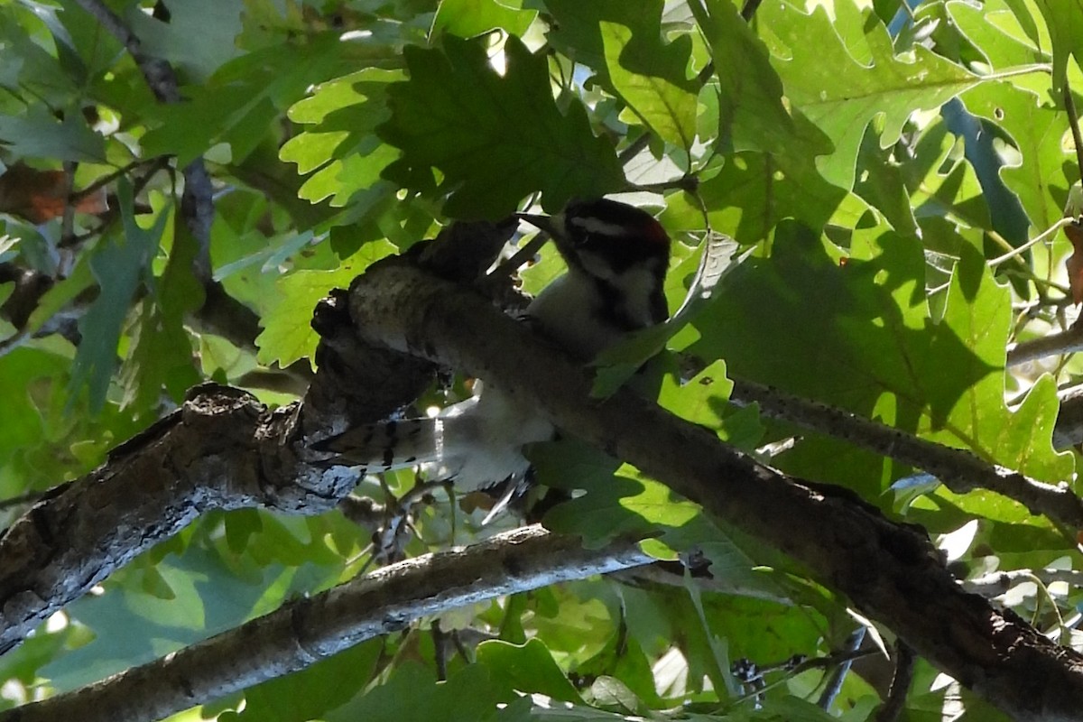 strakapoud osikový - ML643960040