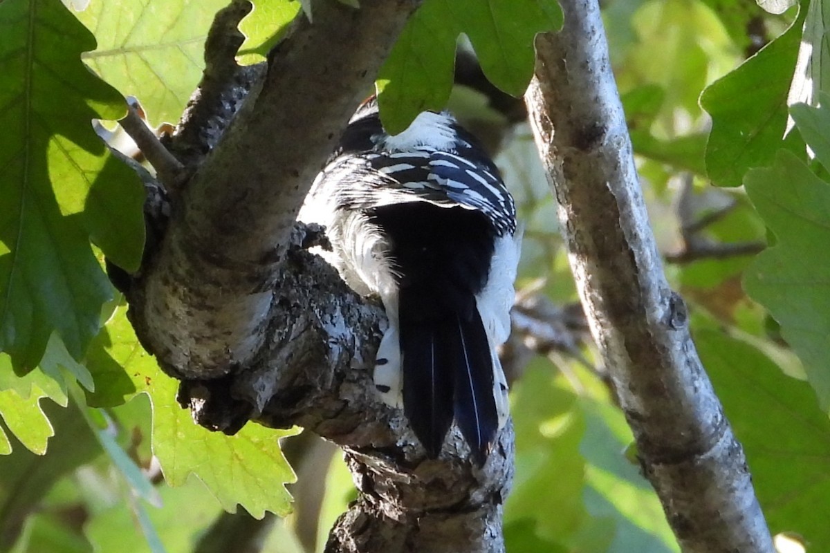 strakapoud osikový - ML643960041