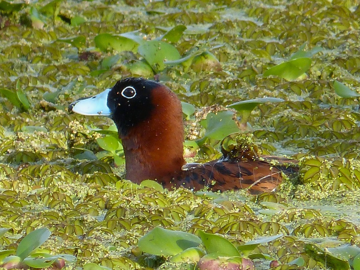 maskeand - ML643960054