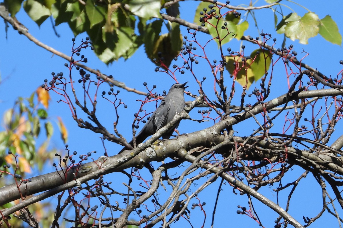 drozdec černohlavý - ML643960055