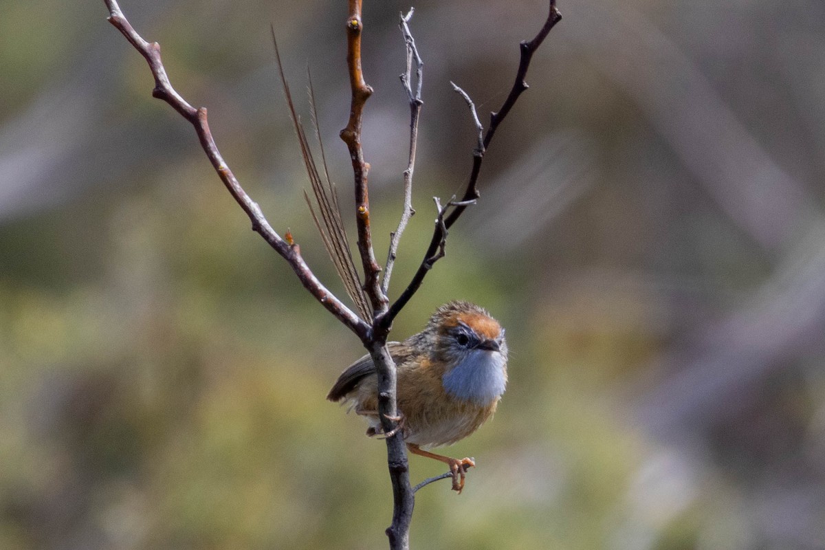 Southern Emuwren - ML643960064