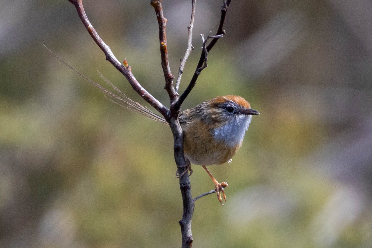 Southern Emuwren - ML643960065