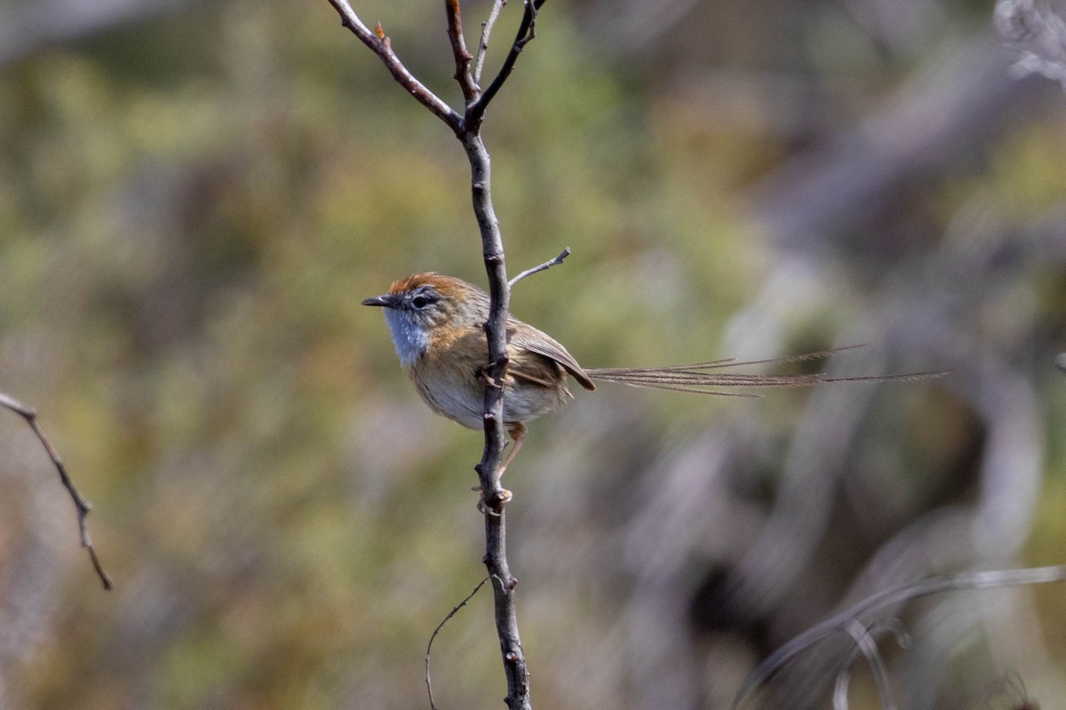 Southern Emuwren - ML643960066