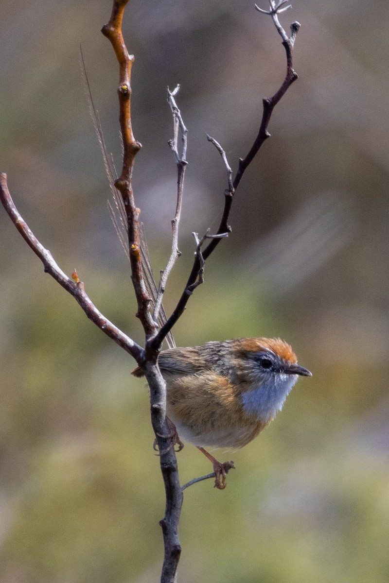Southern Emuwren - ML643960067