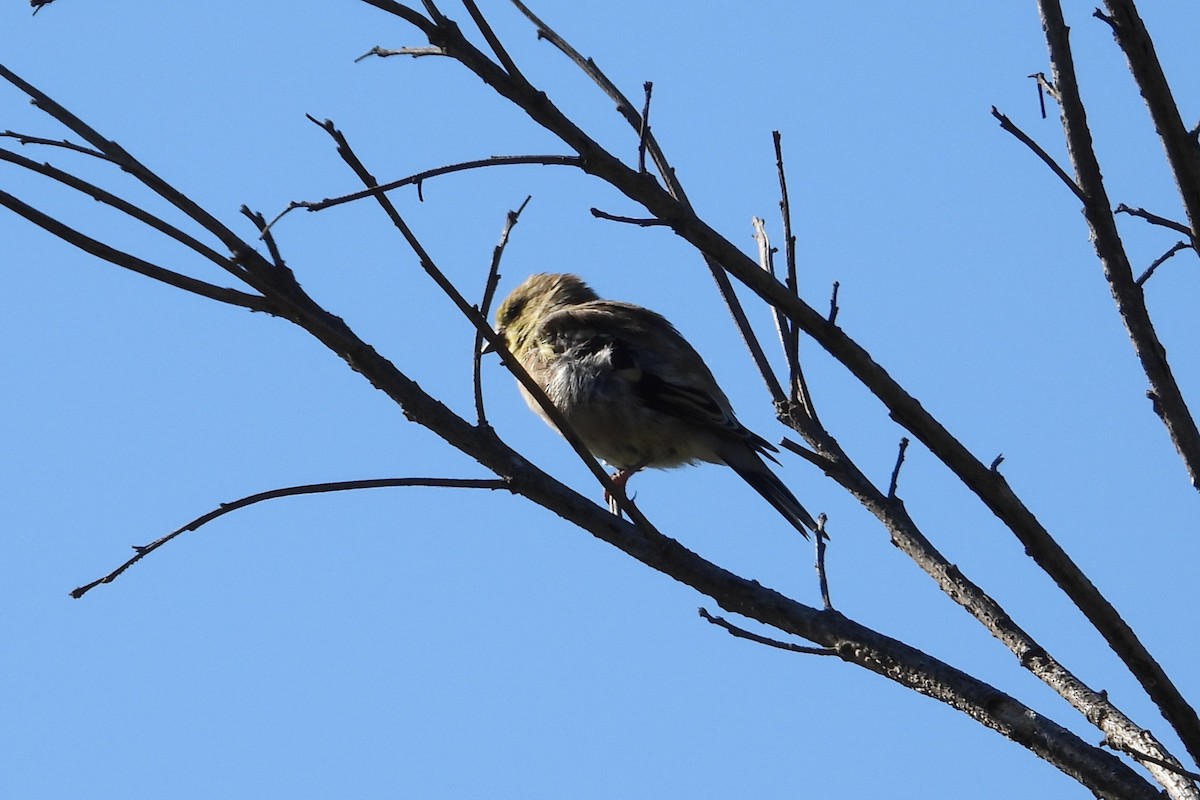 čížek žlutý - ML643960068