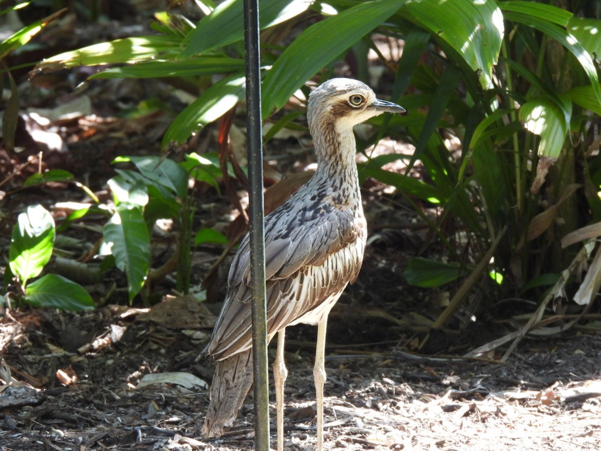 Bush Thick-knee - ML643960091