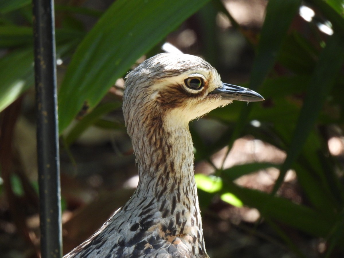 Bush Thick-knee - ML643960092