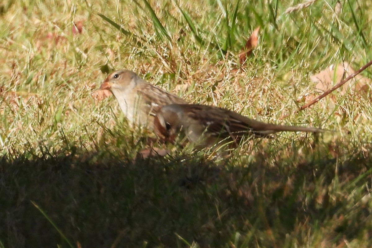 strnadec bělopásý - ML643960094