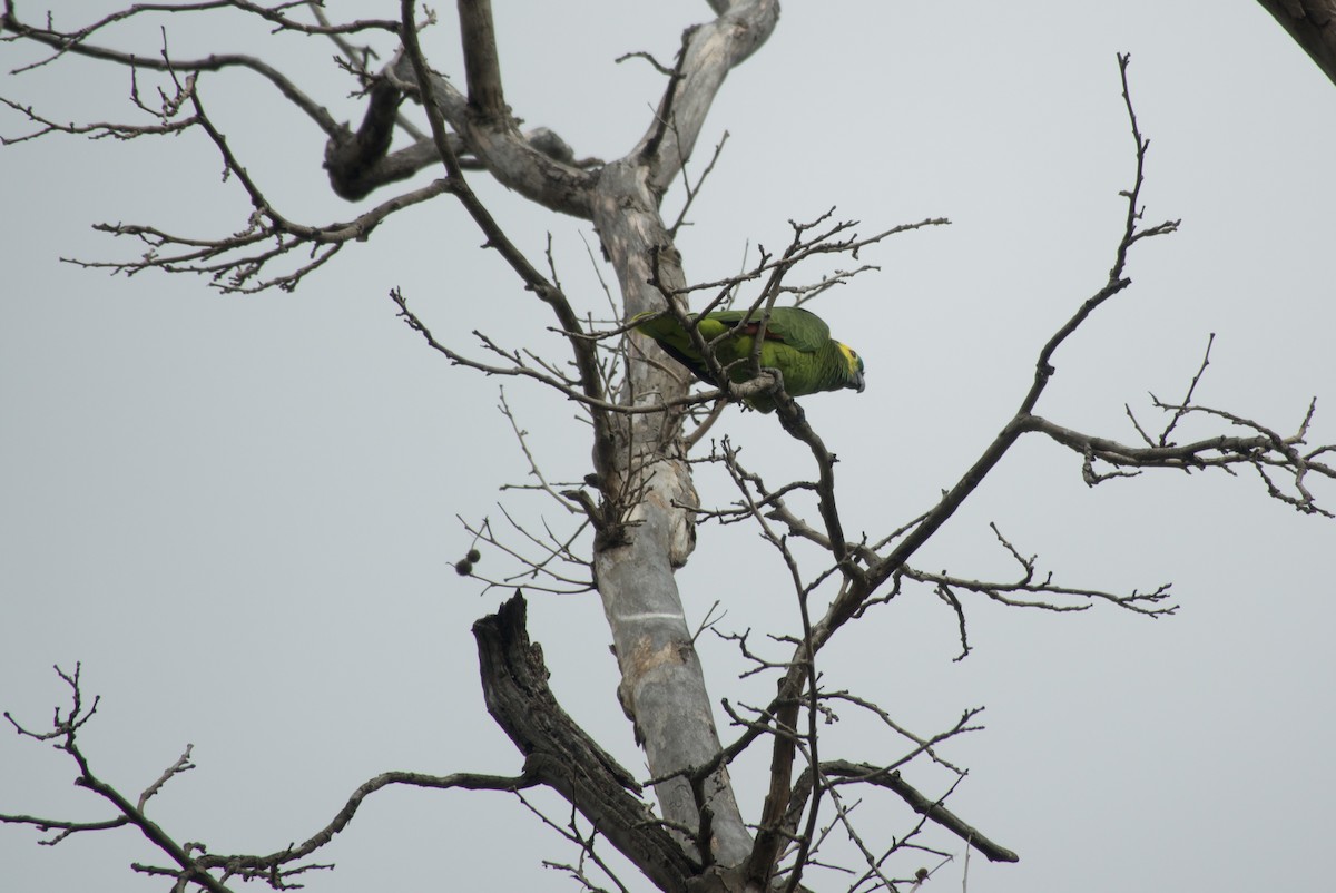 Turquoise-fronted Amazon - ML643960102