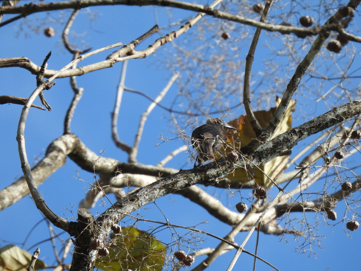 Helmeted Friarbird - ML643960126