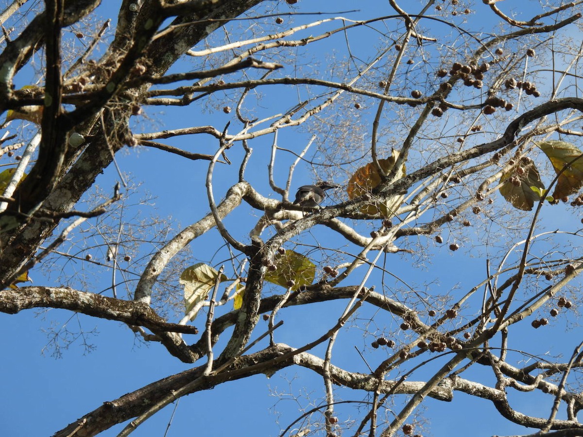 Helmeted Friarbird - ML643960127