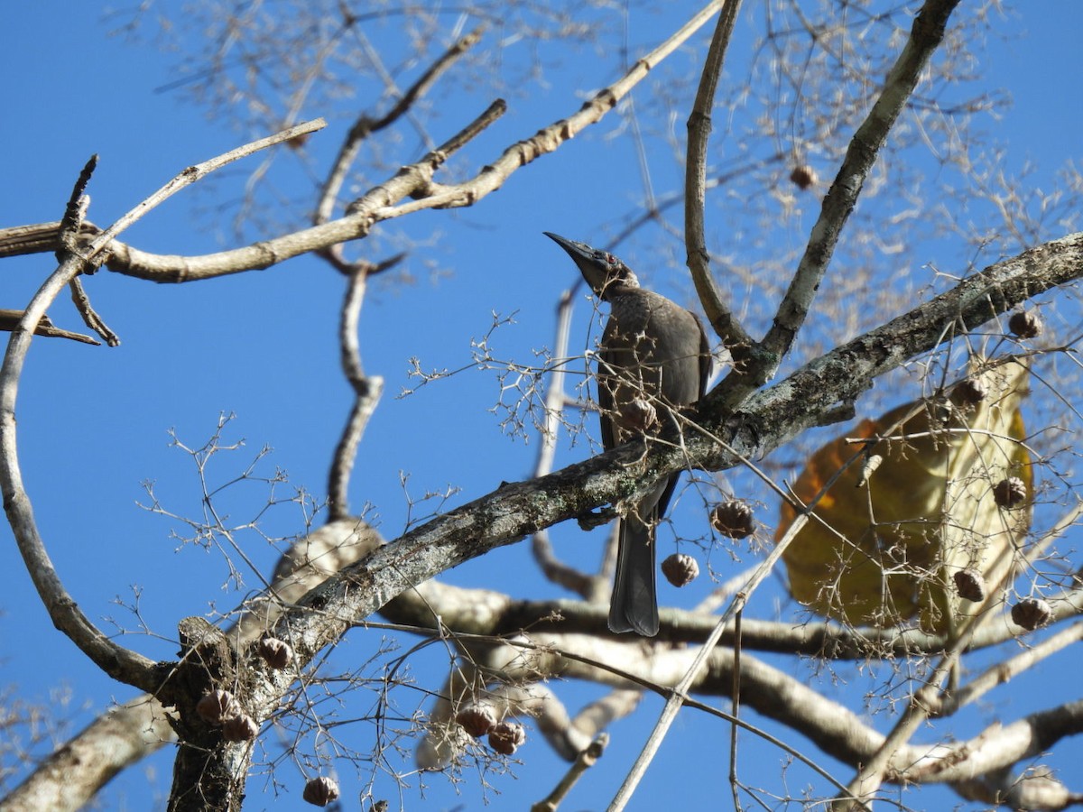 Helmeted Friarbird - ML643960128