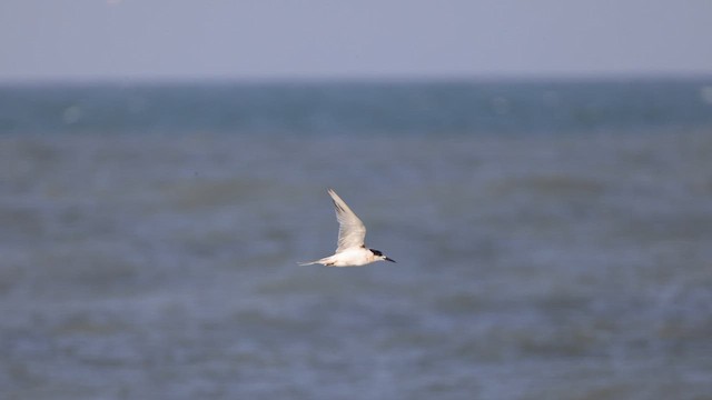 Common Tern - ML643960131