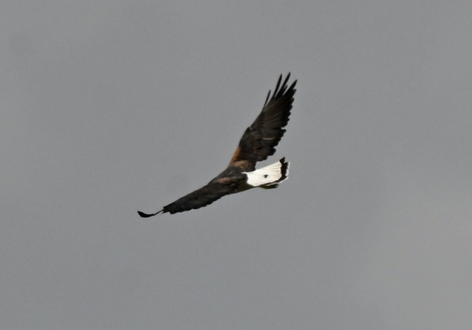 White-tailed Hawk - ML643960138