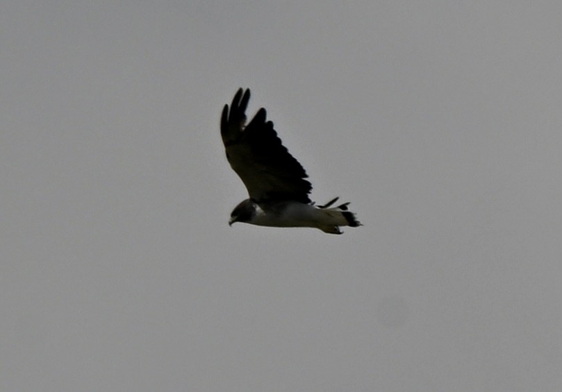 White-tailed Hawk - ML643960139