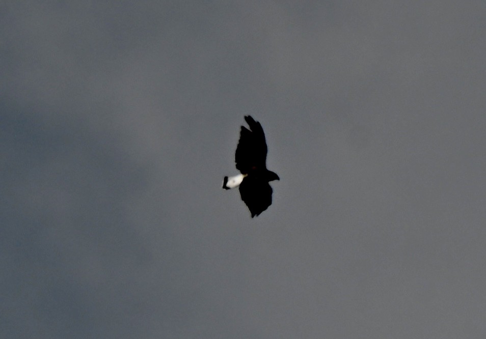 White-tailed Hawk - ML643960140