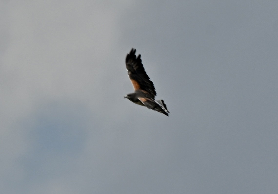 White-tailed Hawk - ML643960141