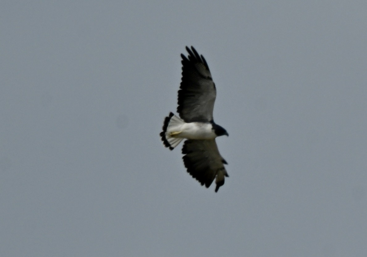 White-tailed Hawk - ML643960142