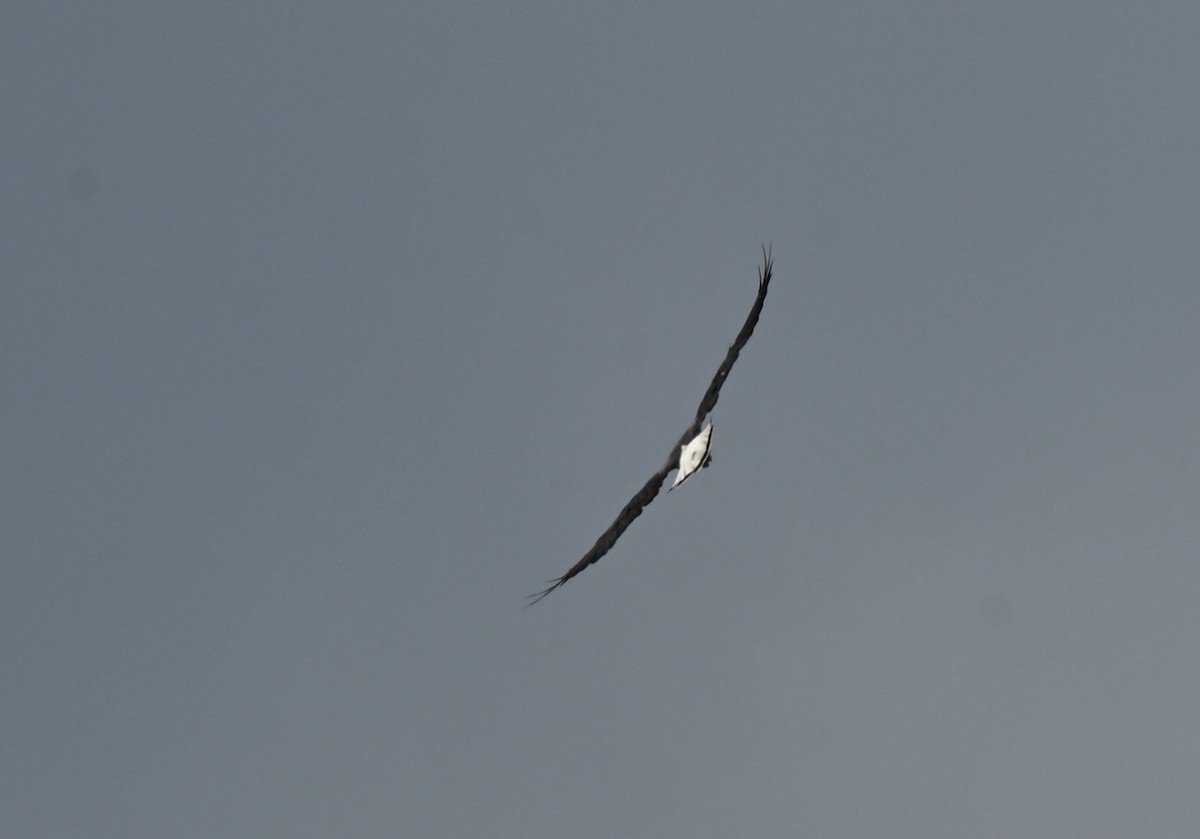 White-tailed Hawk - ML643960143