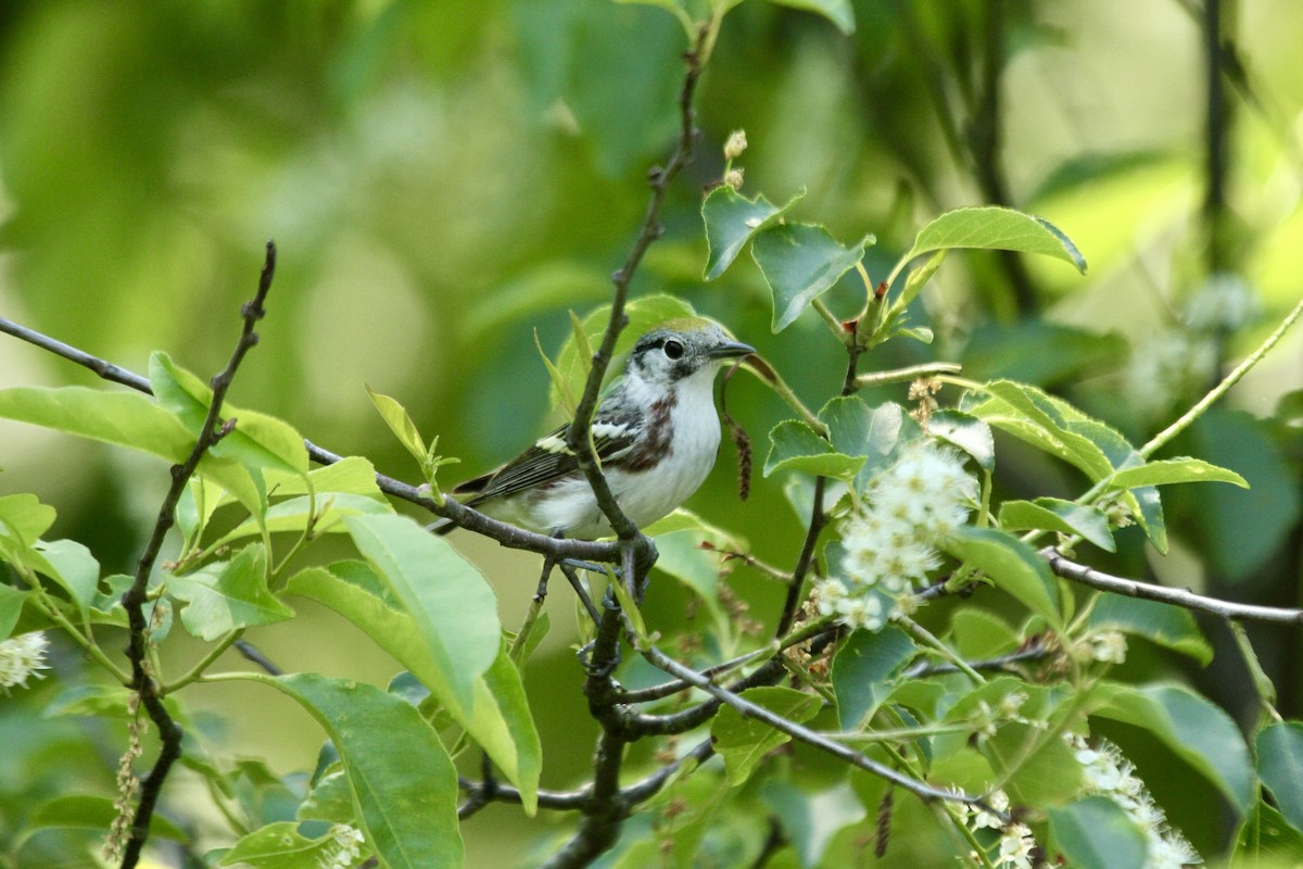 Chestnut-sided Warbler - ML643960155