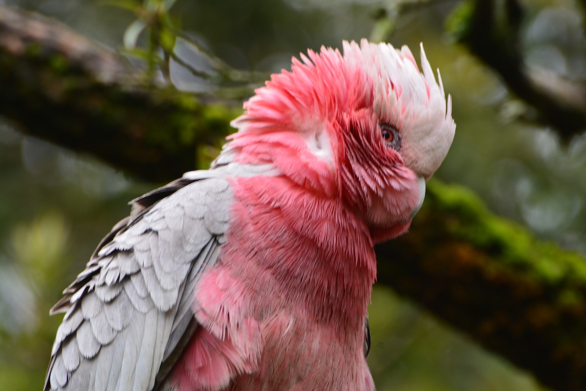 モモイロインコ - ML643960181