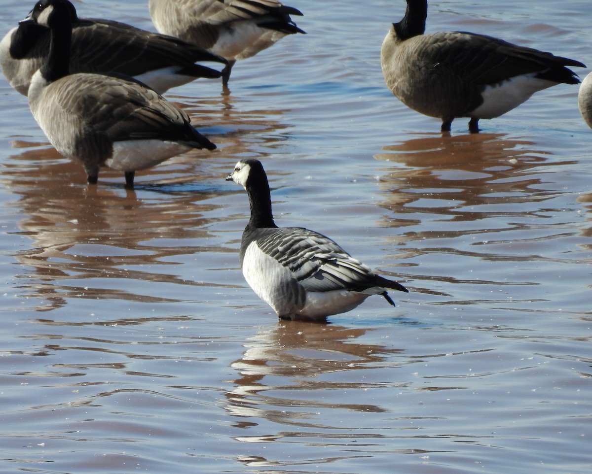 Barnacle Goose - ML643960195