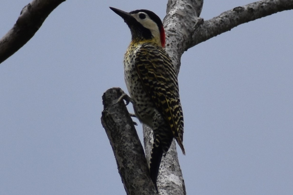 Green-barred Woodpecker - ML643960198