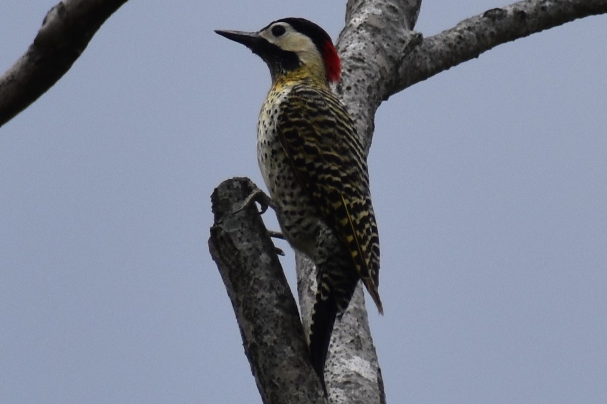 Green-barred Woodpecker - ML643960199