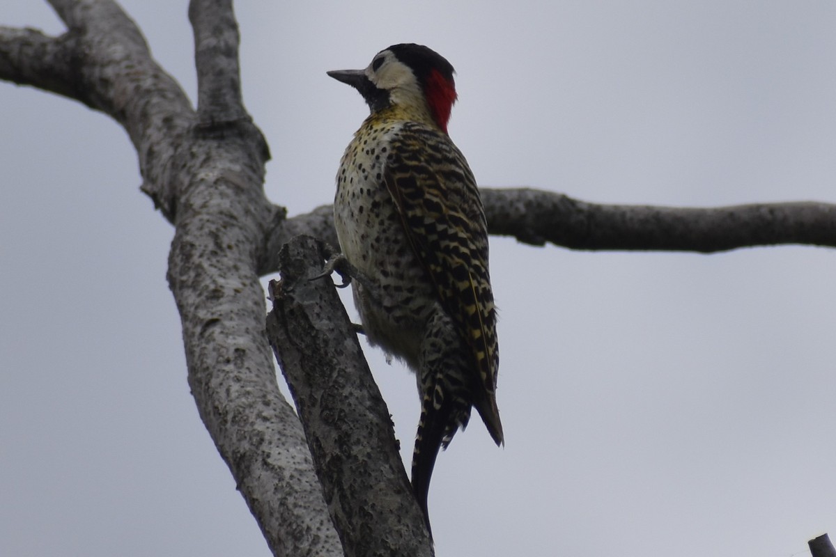 Green-barred Woodpecker - ML643960200